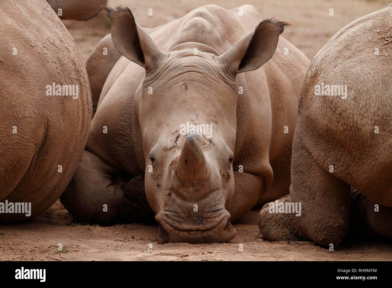 White rhinoceros (Ceratotherium simum) lies between conspecifics, captive, Germany Stock Photo