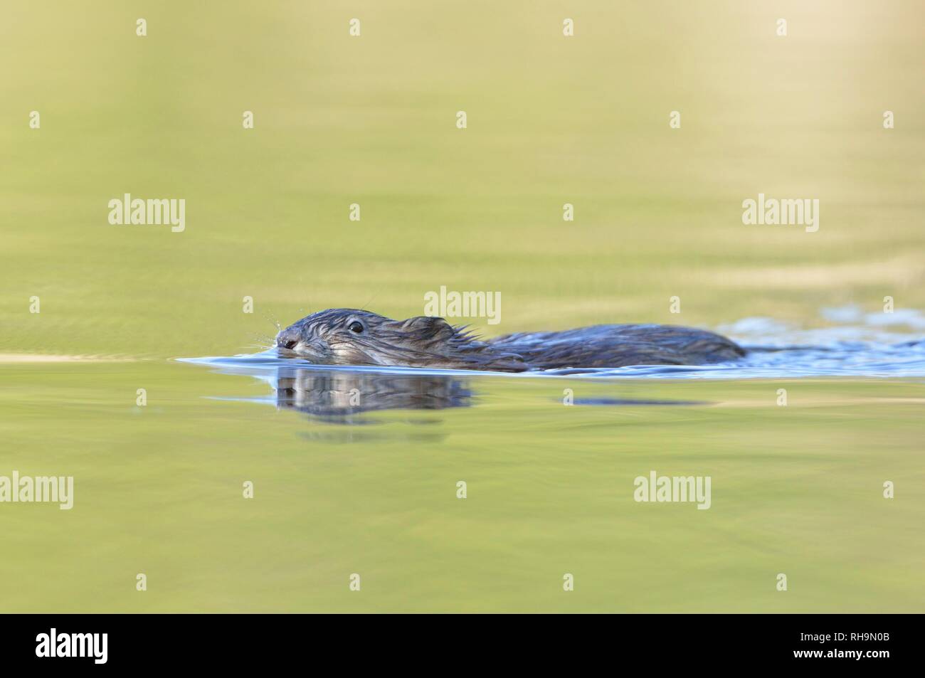Muskrat (Ondatra zibethicus) swims through a pond, Upper Lusatian heath and pond landscape, Saxony, Germany Stock Photo