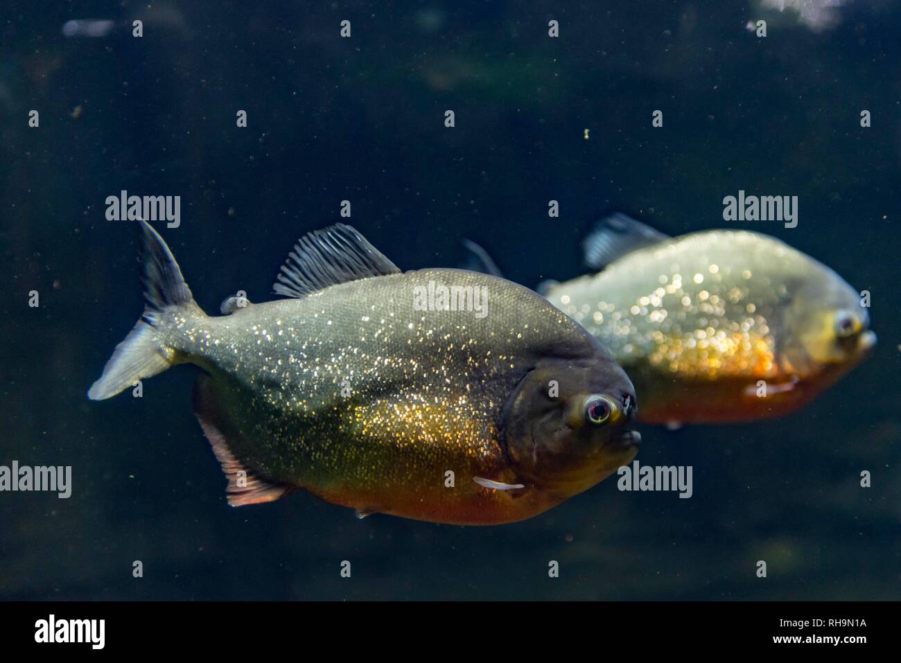 Red Belly Piranha For Sale All You Need Infos
