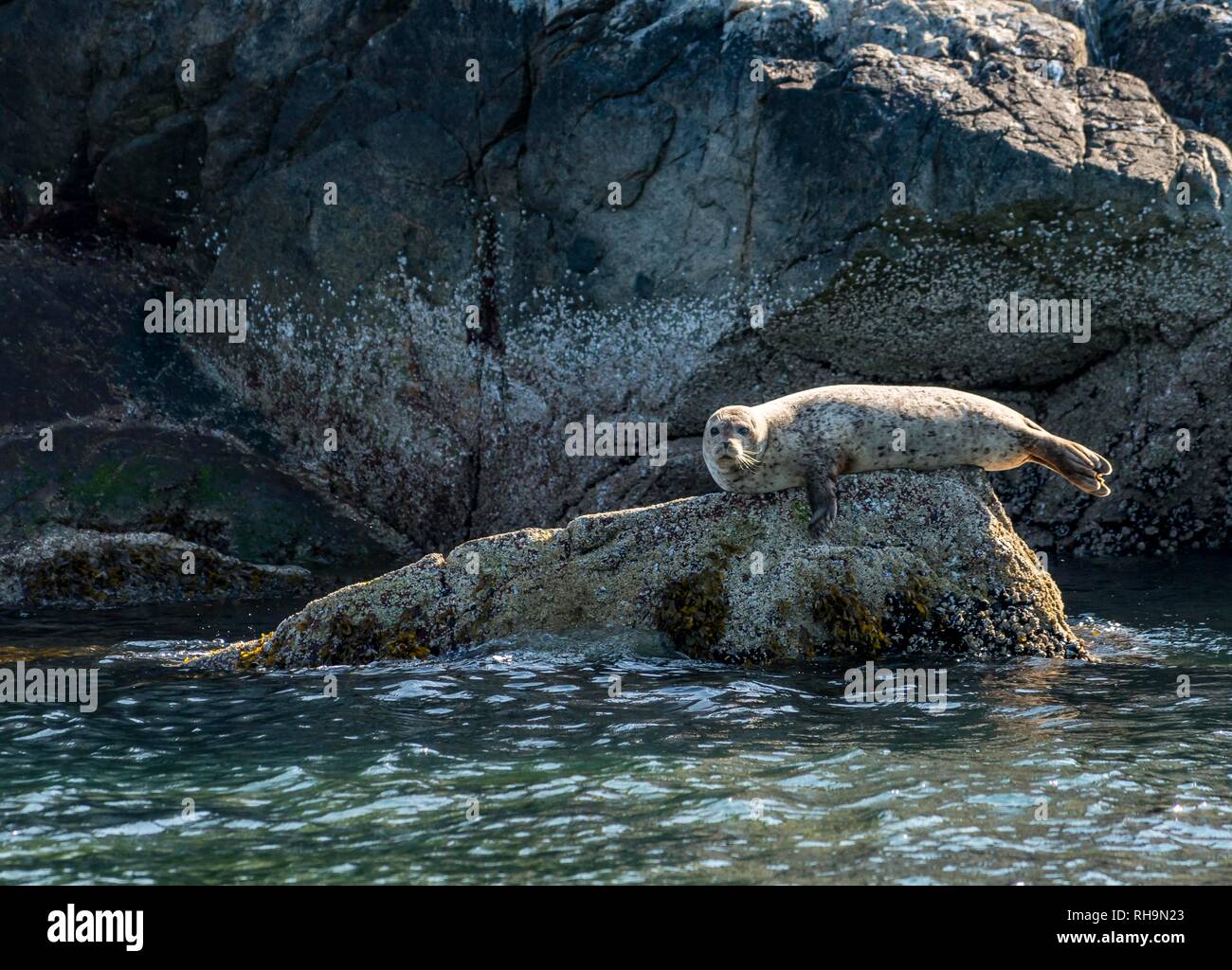 Palm Rocks Howe Sound Howe rock hi-res stock photography and images - Alamy