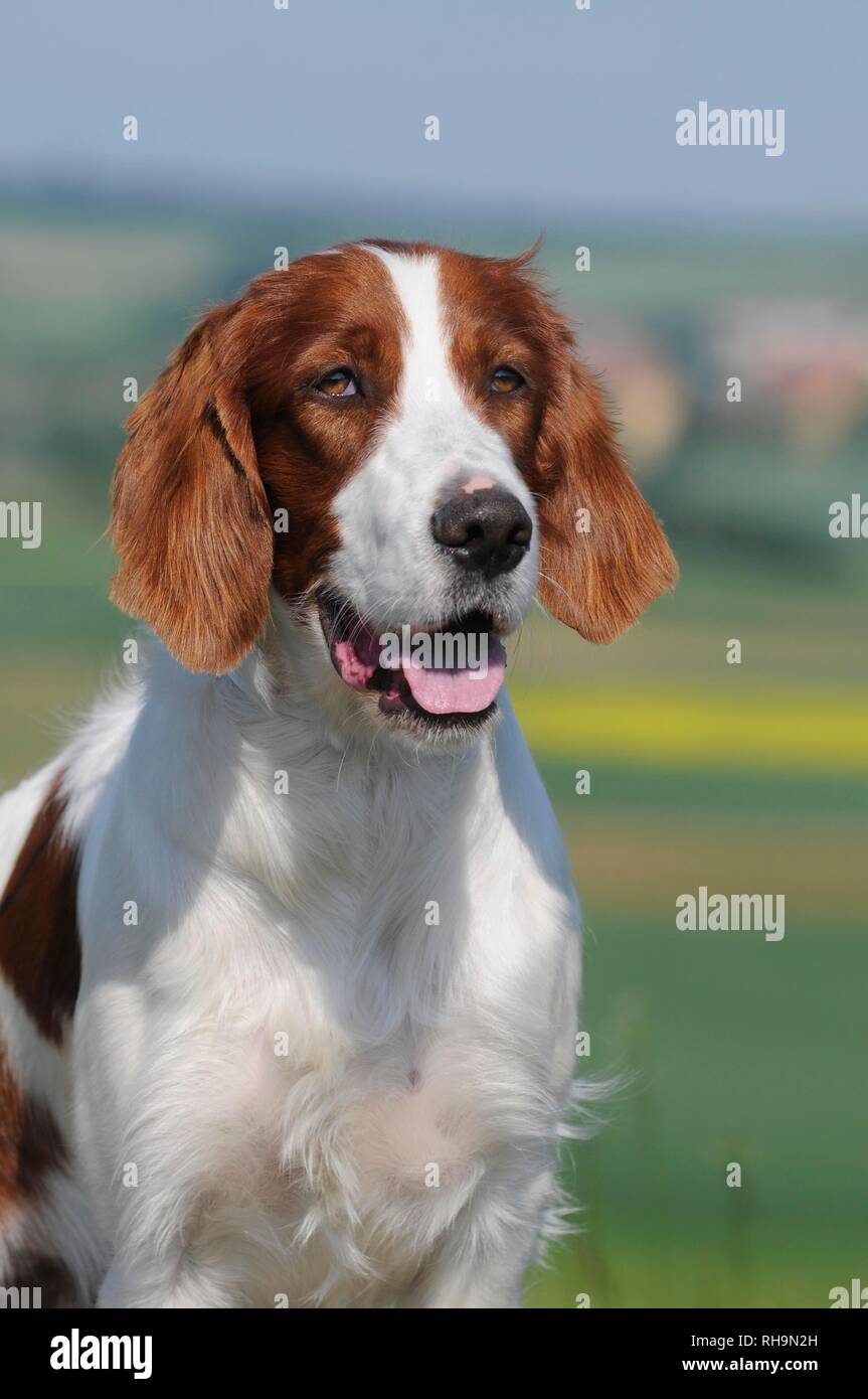 Are Irish Red And White Setter Noisy