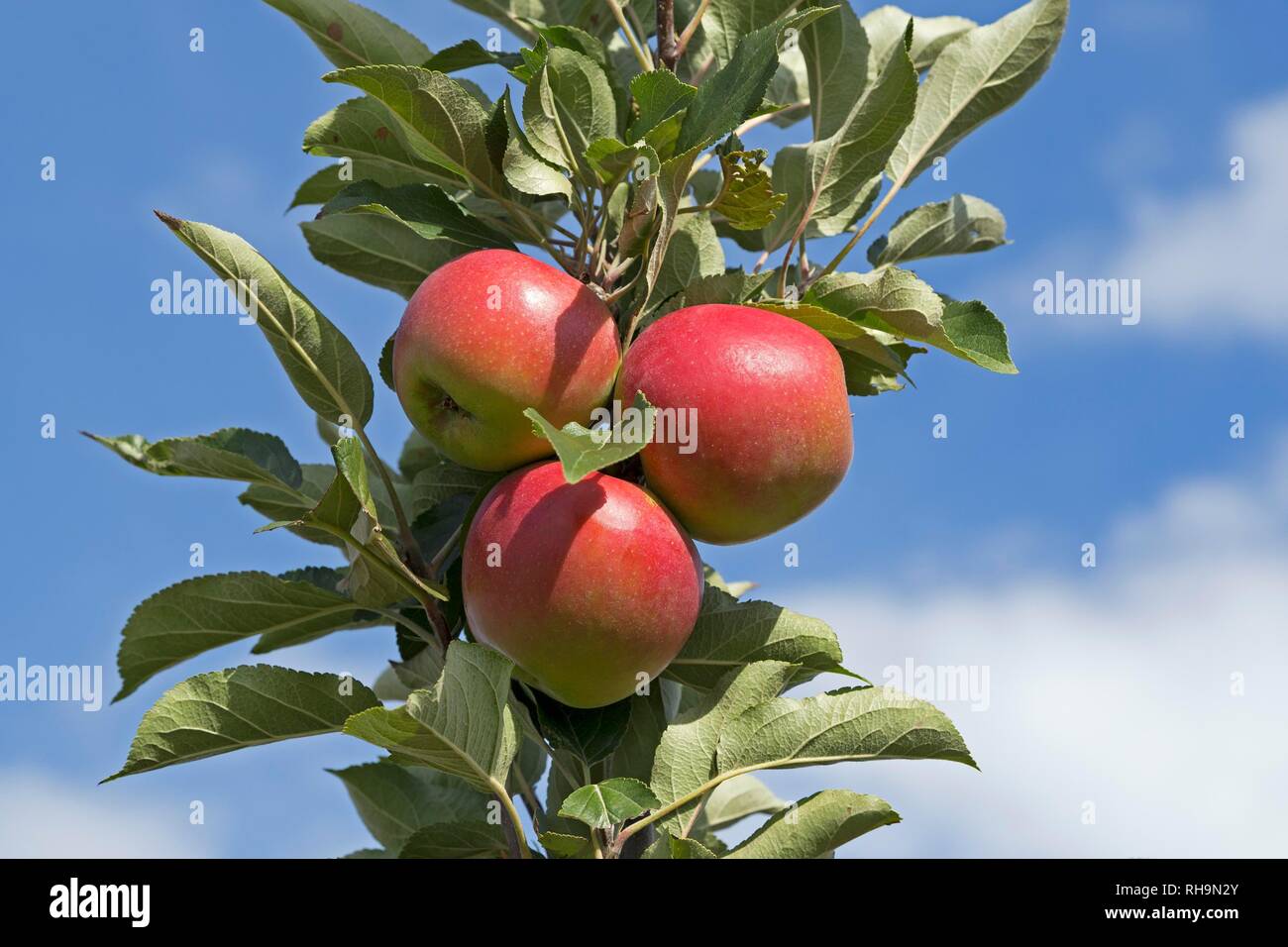 Red ripe apples on a tree, Altes Land, Lower Saxony, Germany Stock Photo