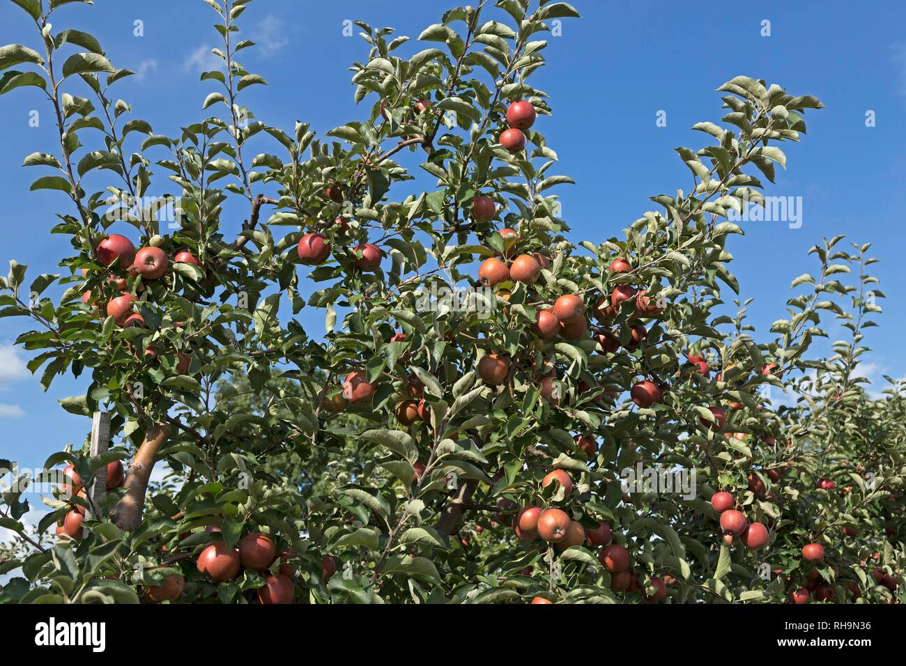 Red ripe apples on a tree, Altes Land, Lower Saxony, Germany Stock Photo