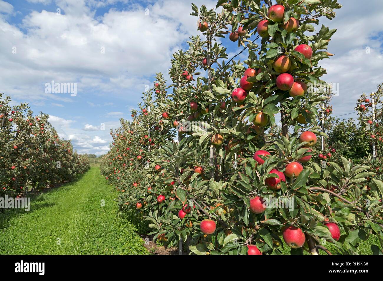 Apple plantation, red ripe apples on the tree, Altes Land, Lower Saxony, Germany Stock Photo