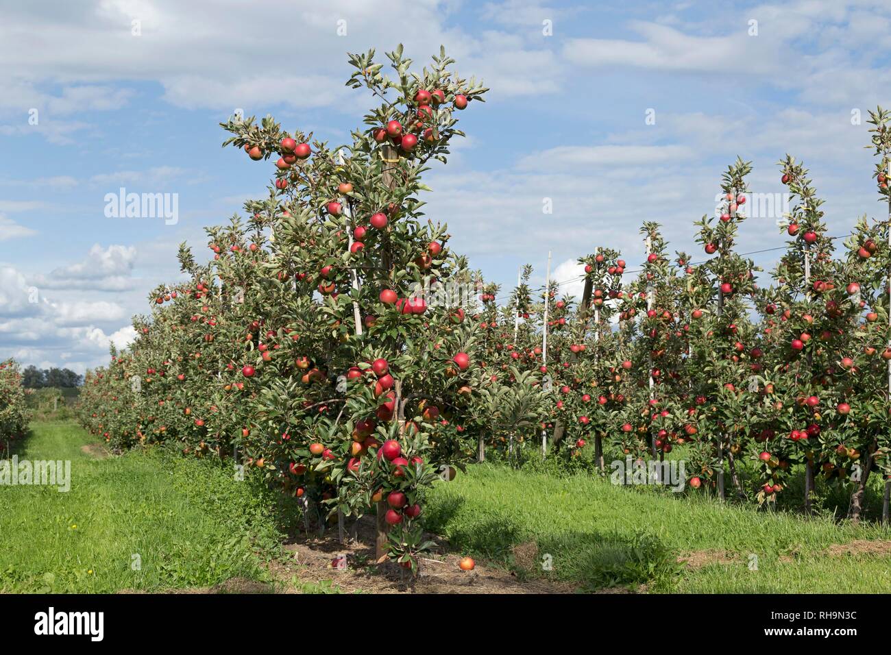 Apple plantation, red ripe apples on the tree, Altes Land, Lower Saxony, Germany Stock Photo