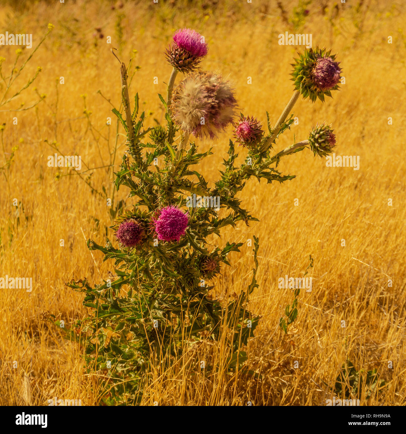 Golden light over wildflowers in patagonia Stock Photo - Alamy