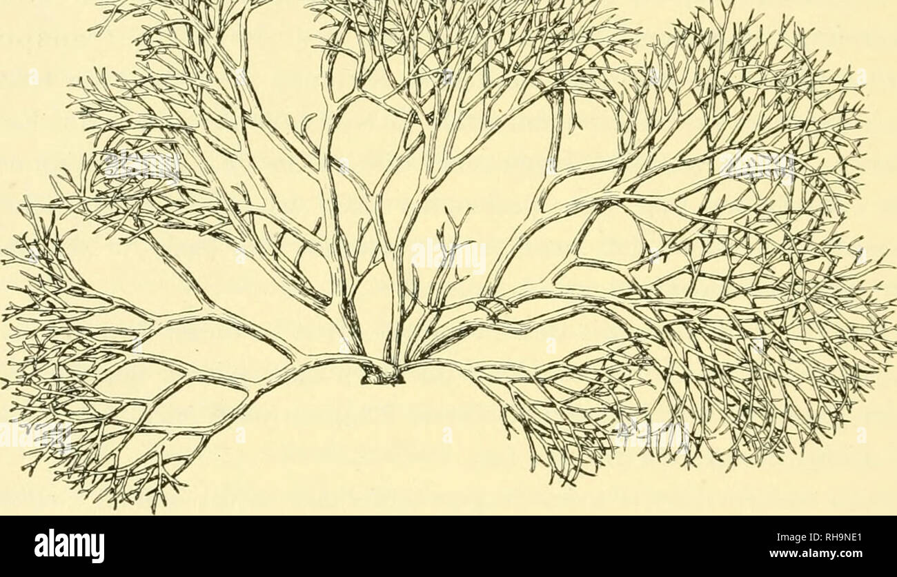 . Botaniska studier, tellägnade F. R. Kjellman den 4 November 1906. Kjellman, F. R. (Frans Reinhold), 1846-1907; Botany. 210 NILS SVKDF.LIIS nicht wahrzunehmen, viehnehr deutete alles darauf hin, dass sie erst vor kurzem herangewachsen war; andererseits schienen indessen viele Exemplare auch schon Fortpflanzungsorgane (Carpogone und Antheri- dien) gebildet zu haben, wonach allmählich die Zweige abfallen und die ganze Pflanze ein verstümmeltes Aussehn erhält. Es ist offenbar ein solches Exemplar, das Hevdricii in seiner Arbeit: Beiträge zur Kenntnis der Algenflora von Ost-Asien, Taf XV, Fig. 5  Stock Photo