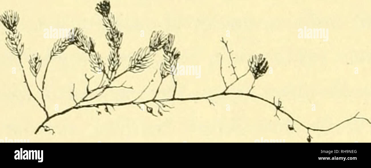 . Botaniska studier, tellÃ¤gnade F. R. Kjellman den 4 November 1906. Kjellman, F. R. (Frans Reinhold), 1846-1907; Botany. 196 MLS SVEDELIUS Algenarten wie Halhneda Optmtia Lamoi'R. und Iuiina CouiDicrsouii B^)R^â . Im Ã¼brigen findet man Codiuin adliu-rnis Ac. und Codiiiiii to- inciitosiiiii StackII., ColpOJiioiia sinuosa (Roril) DkrÃ¼. et Sol. und eine Reihe kleinerer /^i/V/iv^A^-Arten. Acctabularia u. a. Auf Sandboden triffl man bisweilen, wie z. B. am Fusse der Bastion Utrecht (siehe Fig. 1), Massen von Xitophyllum viaroinale H.ARV. an. Die Vegetation hier kann im allgemeinen als mehr indi Stock Photo