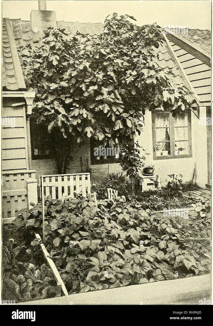 Botanische Zeitung Plants Plants Botanische Zeitung 1910