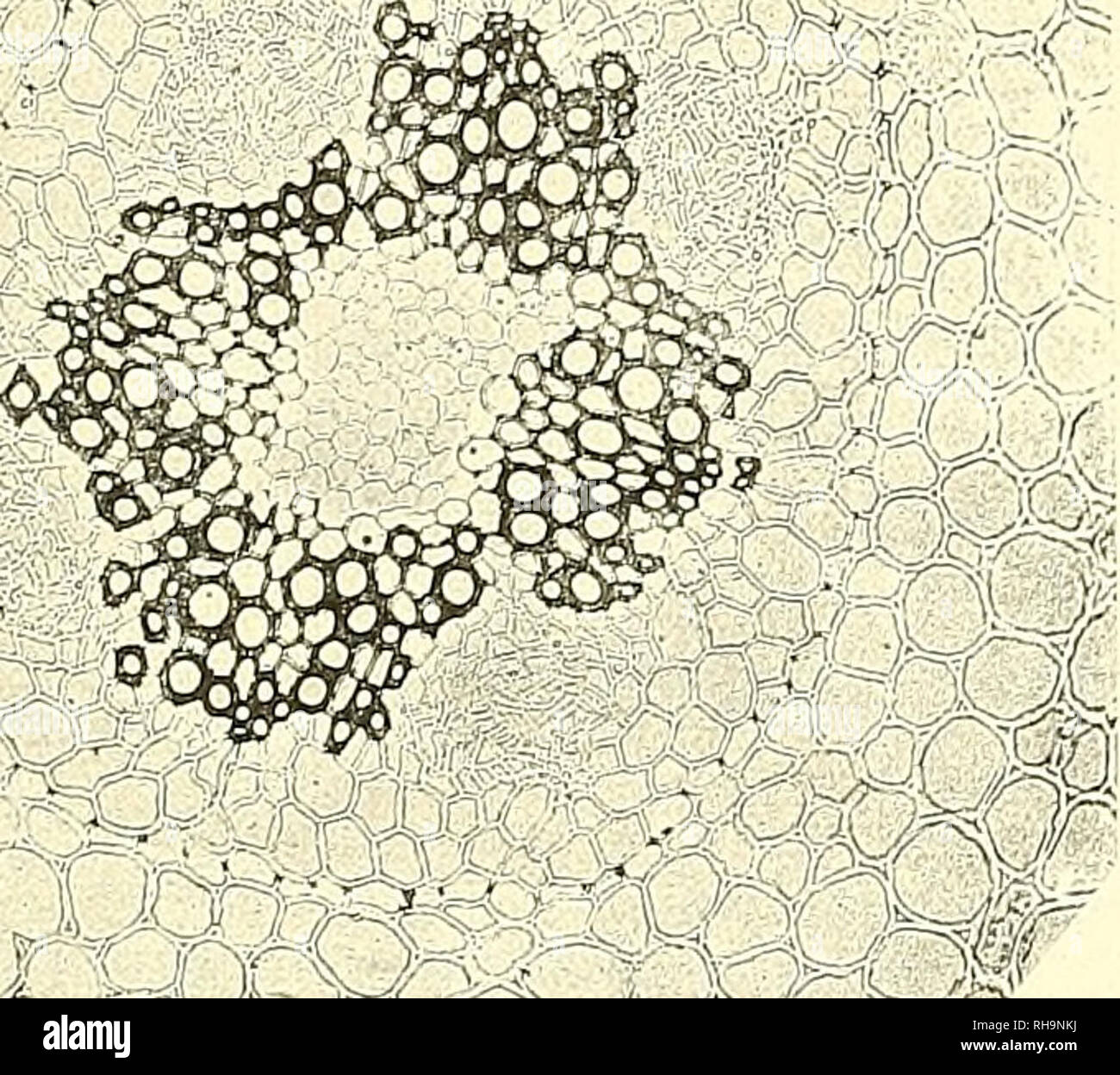 Leonhard Stock Photos Leonhard Stock Images Page 28 Alamy
