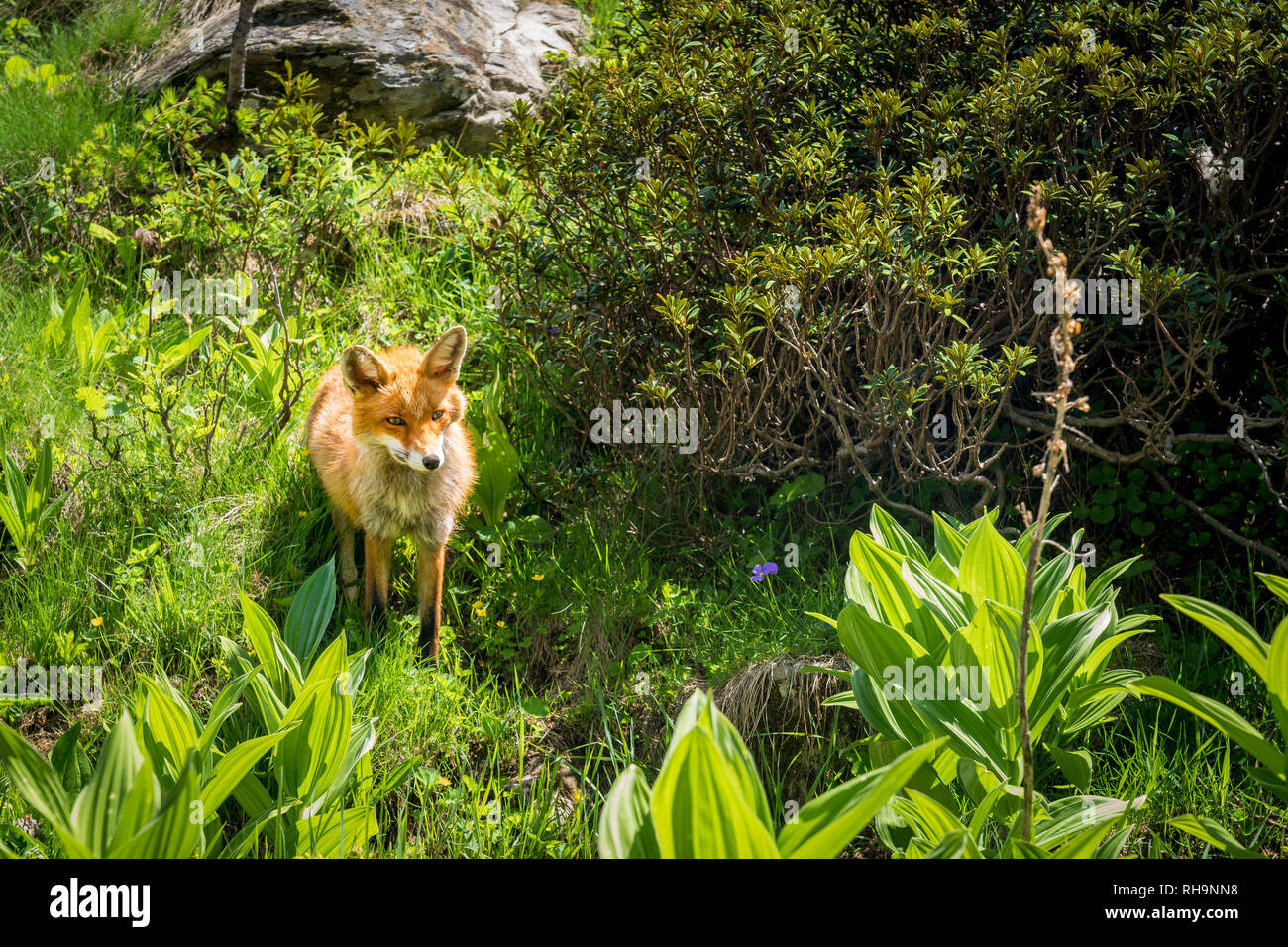 red fox in Gran Paradiso Nationalpark, Aosta Valley Stock Photo