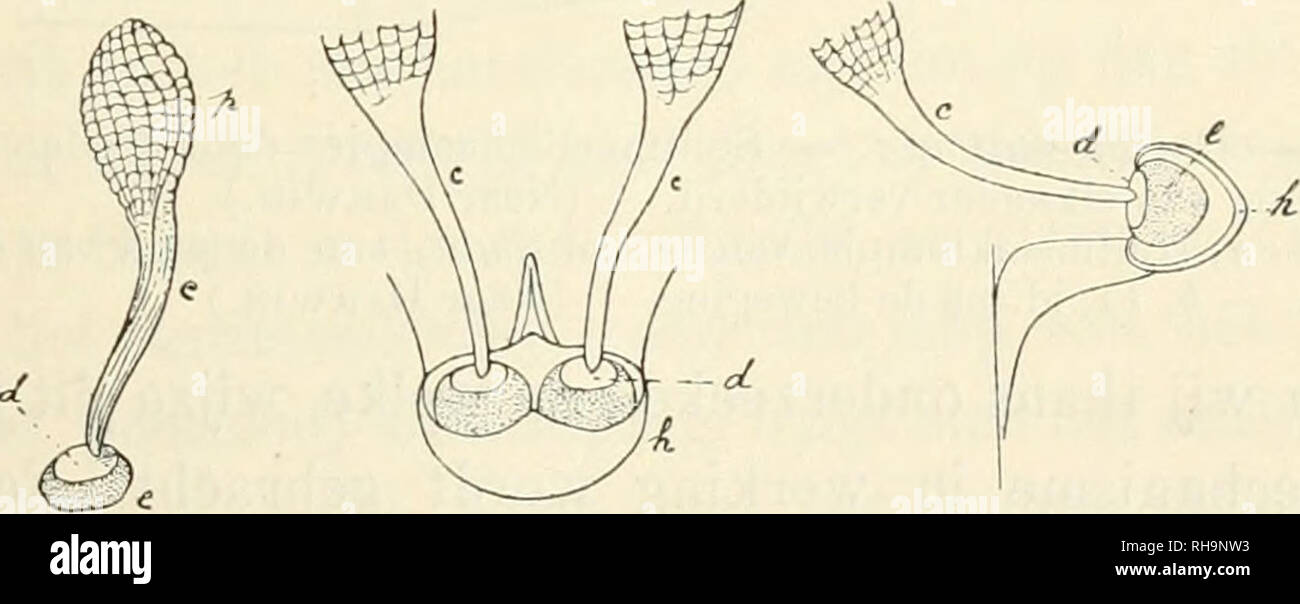 . Botanisch jaarboek. Plants; Plants -- Germany. FiG. 10 — Orchis maculata, bloem, van ter zijde gezien en in de lengte door- gesneden. — hsp, spoor. — vb, vruchtbeginsel. — De andere letters zooals in flg. 9. (Naar de Natuur). FiG. 11. FiG. 12. FiG. 13.. FiG. 11. — Stuifmeelkbmpje van Orchis mascula.—p, het eigenlijke stuif- meelklompje. — c, staartje. — d, schijf van het hechtkliertje. — e, kleverige stof. — (Naar Darwin). FiG. 12. — Orchis mascula, top van den snavel, met het beursje h ; dit beursje is geopend, en zijn lipvormige wand is naar beneden gedrukt. — (l, schijf van een der hechtk Stock Photo