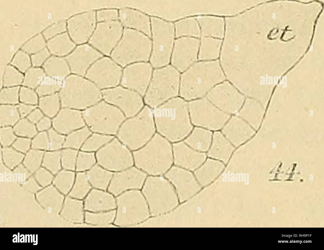 . Botanische Zeitung. Plants; Plants. — 180 — solchen allmählichen