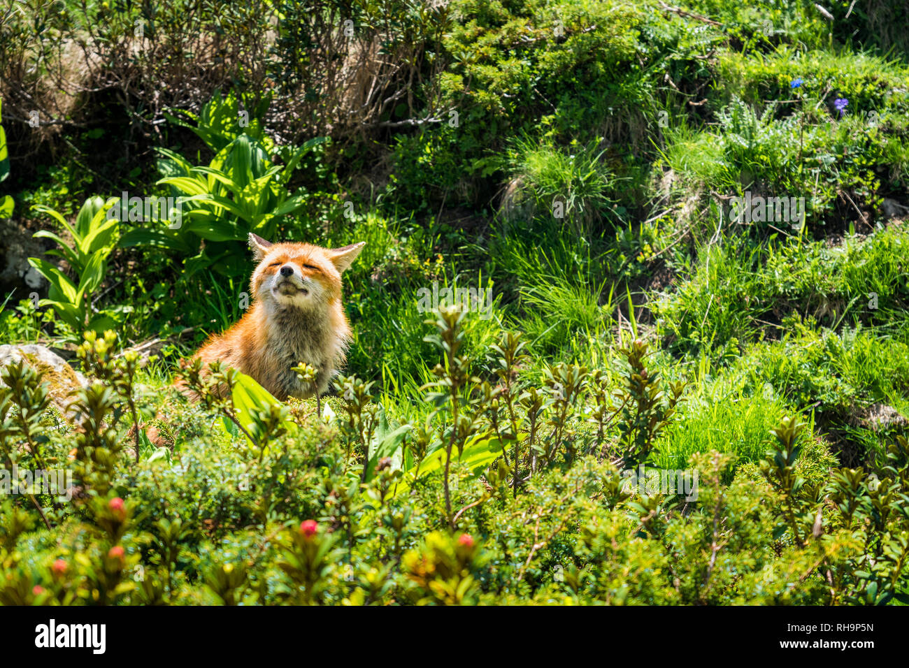 red fox in Gran Paradiso National Park, Aosta Valley, Italy Stock Photo