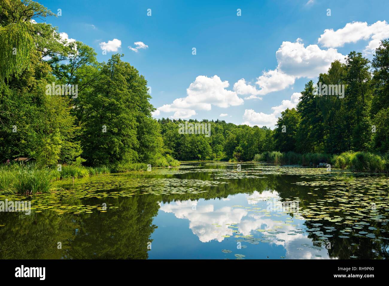 Mill Pond with Water Lilies, Grabower Mill, Schlaubetal nature park Park, Brandenburg, Germany Stock Photo