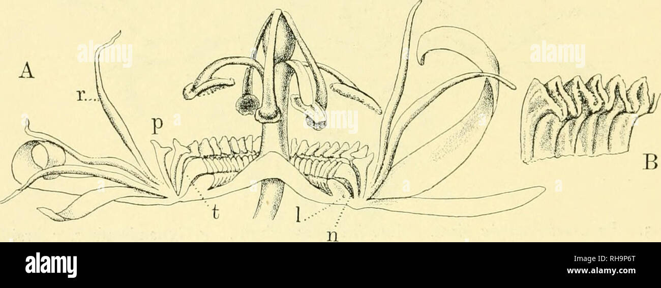 . Botaniska studier, tellägnade F. R. Kjellman den 4 November 1906. Kjellman, F. R. (Frans Reinhold), 1846-1907; Botany. 62 c. A. M. LINDMAN ein besuchendes Insekt verursachten Druck. Man kann somit hier eine Vorbereitung erkennen 7ai dem durch Verwachsung der Pfähle noch festeren Zaun bei einigen höher differenzierten BRiten (z. B. J^iiss. viti- folia. Fig. 12, wo die freien Spitzen ebenfalls seitlich zusammengedrückt sind). Uebrigens ist diese axtförmige Spitze der Pfähle schon bei der früher beschriebenen P. uncrocarpa, Fig. 3, angedeutet. Die Nektardrüse (bez. der Nektarraum) ist genau so  Stock Photo