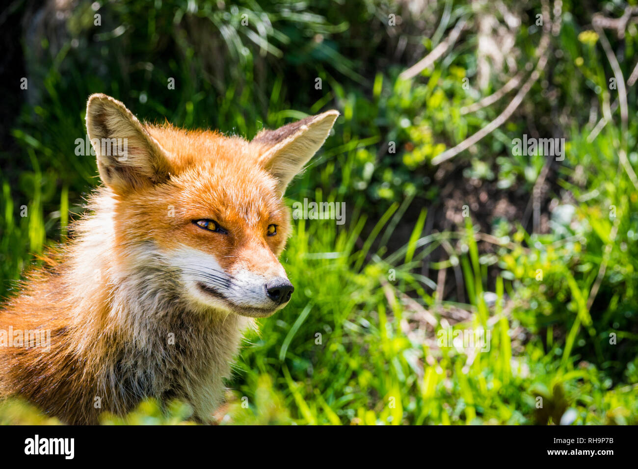 Portrait of a red fox in Gran Paradiso National Park, Aosta Valley, Italy Stock Photo
