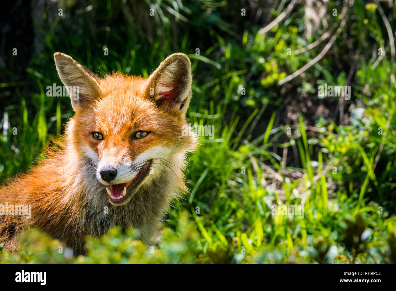 Portrait of a red fox in Gran Paradiso National Park, Aosta Valley, Italy Stock Photo