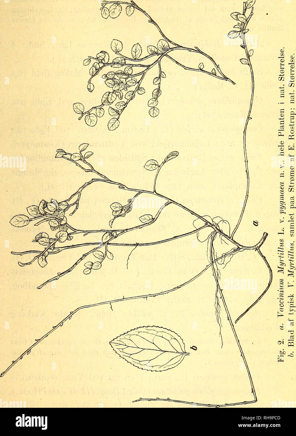. Botanisk tidsskrift. Botany; Plants; Plants. 151 M. arenaria Schrad., Str. : Vestmanhavn (Kissmeyer). *f Hieraciwn aurantiacum L., Str.: Thorshavn paa Græsplæner, „i Færd med at brede sig&quot;. (H. C. Møller 1889).. Plantago lanceolata L. v. eriophylla Dcne., Str.: ved Vest- manhavn (Kissmeyer).. Please note that these images are extracted from scanned page images that may have been digitally enhanced for readability - coloration and appearance of these illustrations may not perfectly resemble the original work.. Botaniske forening i København. København : H. Hagerups Forlag Stock Photo