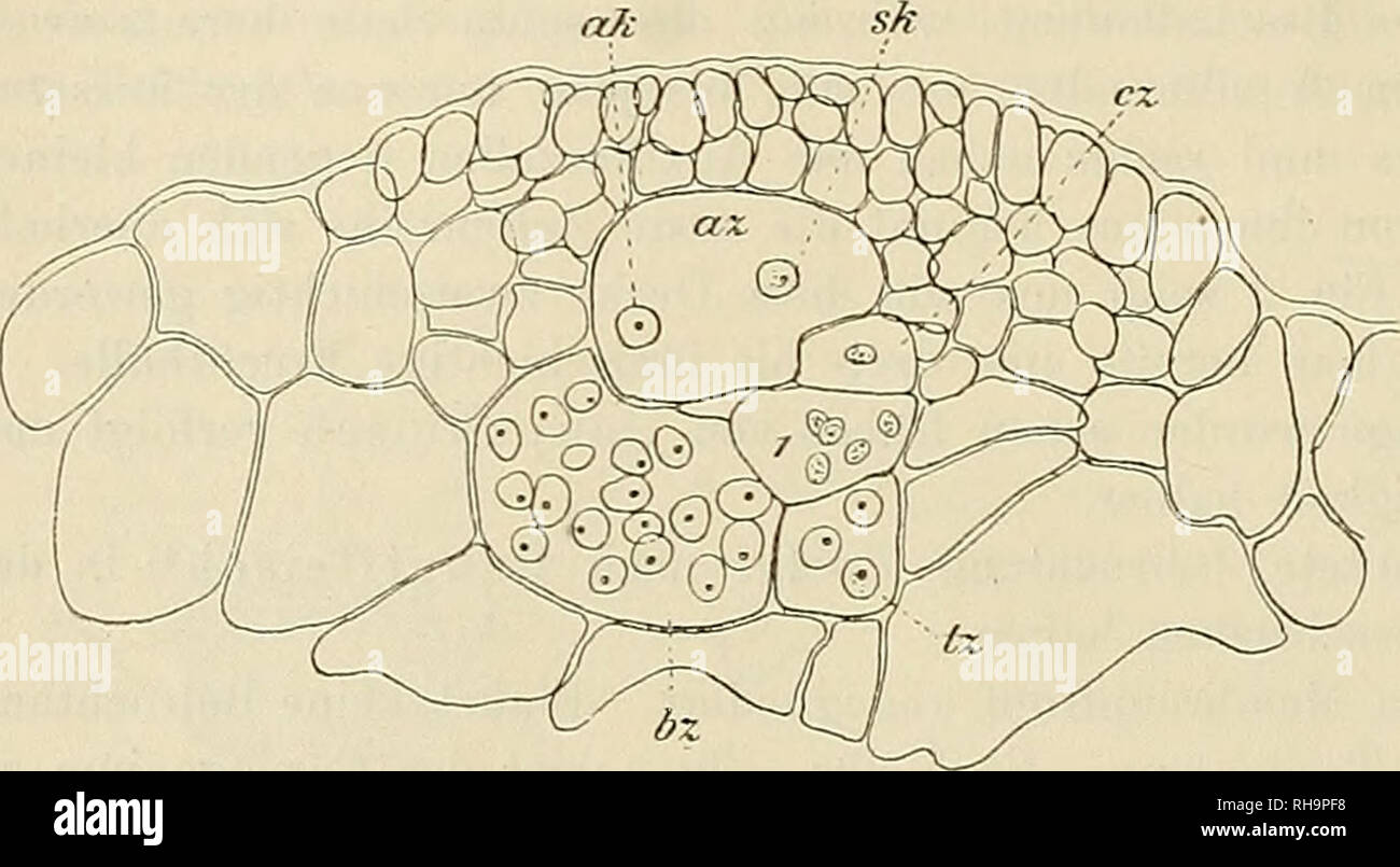 . Botanische Zeitung. Plants; Plants. 76 hatte (Fig. 2 ak). Der zur rechten Auxiliarzelle gehörige Kern in Fig. 2 konnte nicht ein- gezeichnet werden, weil er erst im nächst unteren Schnitte zum Vorschein kam. Dagegen kann man die gegenseitige Lage, sowie die bereits oben angegebene grosse Verschiedenheit von Auxiliar- und sporogenem Kern sehr deutlich in der linken Auxiliarzelle der Fig. 2 (ak und sk) erkennen, bei welcher der Copulationsfortsatz bereits wieder geschlossen erscheint. Dies Schliessen der Verbindungsbrücke scheint hiernach alsbald nach dem Eindringen der sporogenen Energide zu  Stock Photo