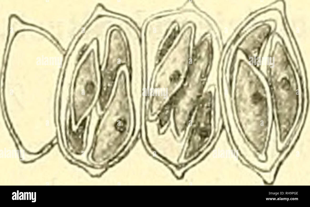 Organische substanz hires stock photography and images Alamy