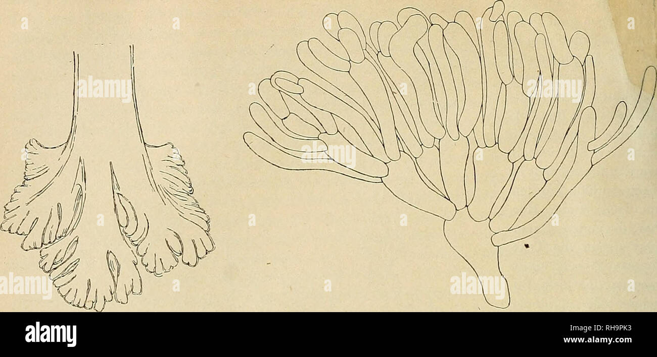 . Botanische Zeitung. Plants; Plants. 176. Fig. 19. Fuß einer Haptere von Valonia aegagropila Ag. Vergr. soo/i. Fig. 20. Valonia aegagropila Ag. aus den Lagunen von Venedig, leg. Levi-Morenos. Phykotk. univ. Nr. 521. Herauspräparierter kandelaber- förmig verzweigter Sproß. Vergr. %.. Please note that these images are extracted from scanned page images that may have been digitally enhanced for readability - coloration and appearance of these illustrations may not perfectly resemble the original work.. Mohl, Hugo von, 1805-1872; Schlechtendal, D. F. L. von (Diederich Franz Leonhard), 1794-1866.  Stock Photo