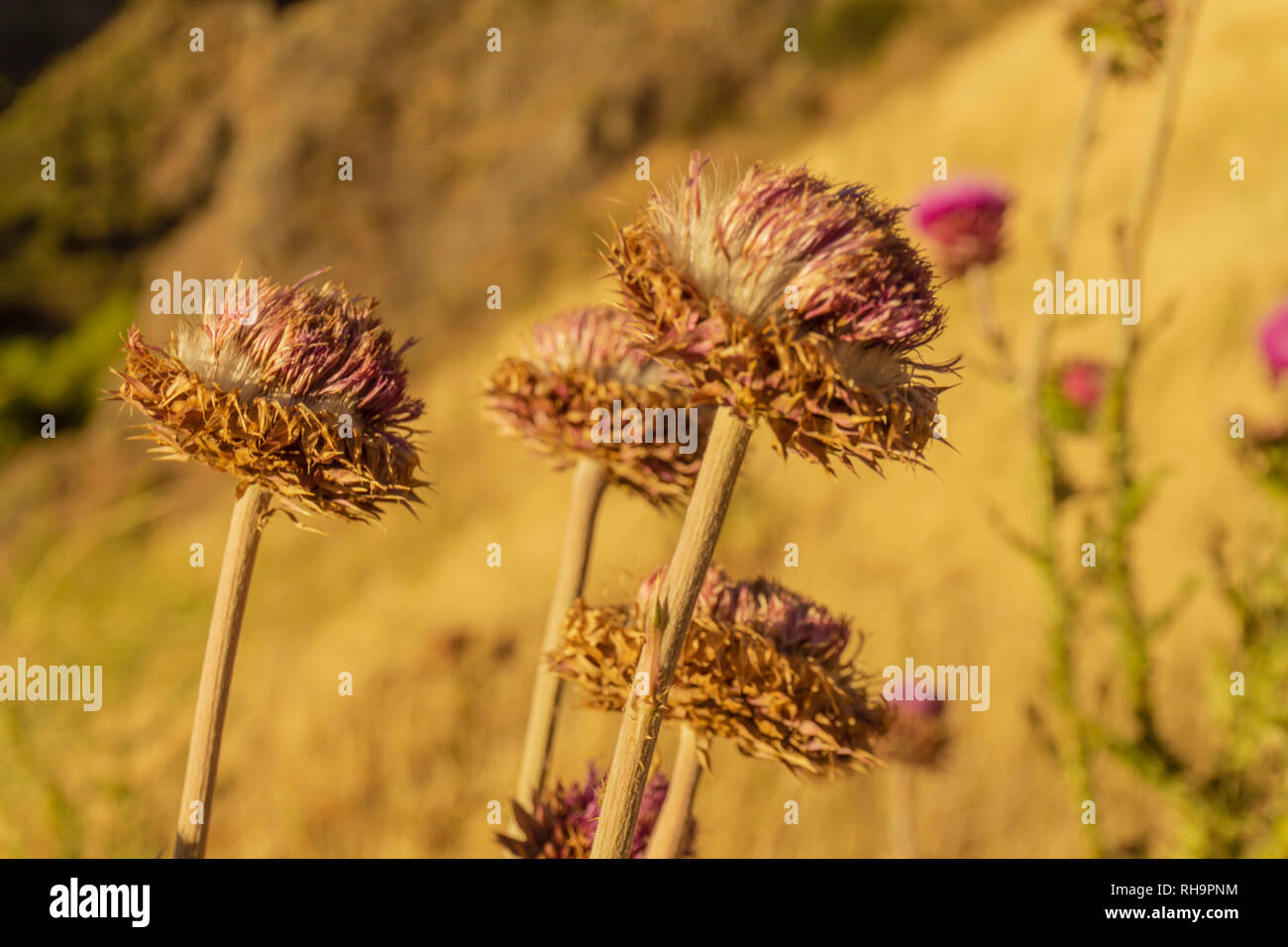 Andes wildflowers hi-res stock photography and images - Alamy