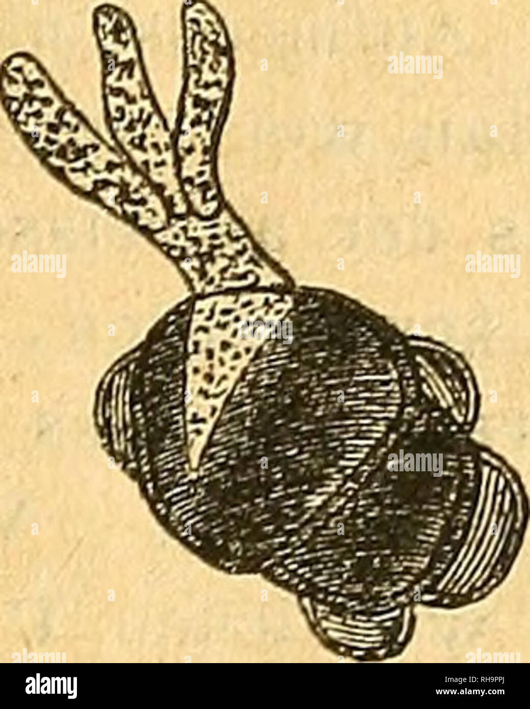 . Botanische Zeitung. Plants; Plants. A. Ballier's IJrocystis cholerae, d. h. eine Gruppe von (7) fetierfüllten Gemmen des Macor race- mosus. Gopie nach Ballier (1. c. Fig. 33). C B B. Sporenknäuel von IJrocystis pompholygodes (v. Anemone nemorosa). C. Solche von ü. occulta (v. Seeale cereale) 300—390mal vergrössert. Die Keimung der Sporen wirklicher ürocystis ist auch bekannt, für ü. occulta seit lange durch J, Kühn, für U. pompholygodes (der auf Ranun- cnlaceen wachsenden Art) durch Fischer von Waldheim, dessen Beobachtungen Ref. zu con- troliren Gelegenheit hatte; für beide Species gleich.  Stock Photo