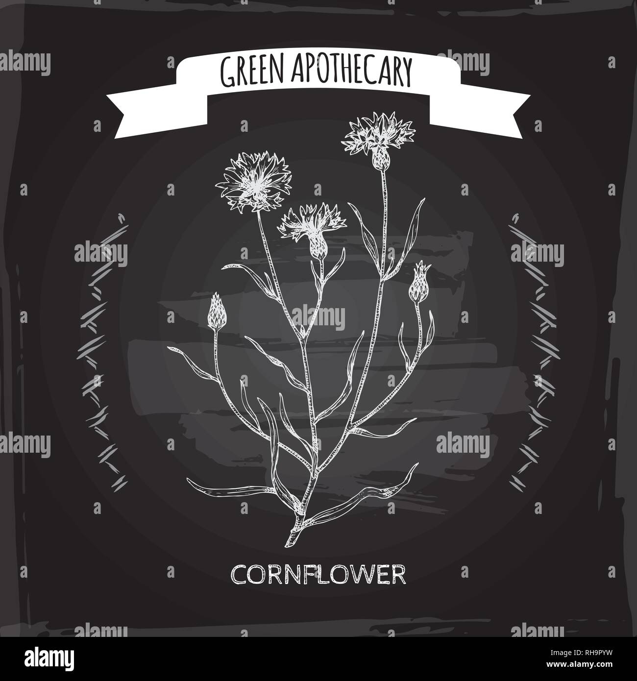 Centaurea cyanus aka cornflower or bachelor button sketch on black. Stock Vector