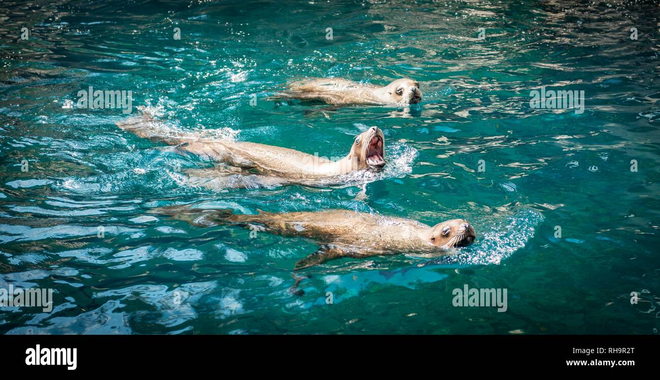 Three Northern fur seals (Callorhinus ursinus) in water, Aquarium Vancouver, Canada Stock Photo