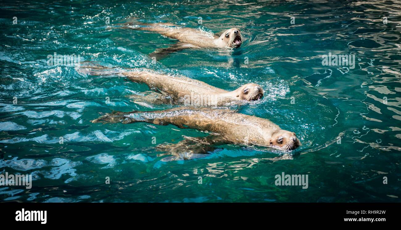 Three Northern fur seals (Callorhinus ursinus) in water, Aquarium Vancouver, Canada Stock Photo