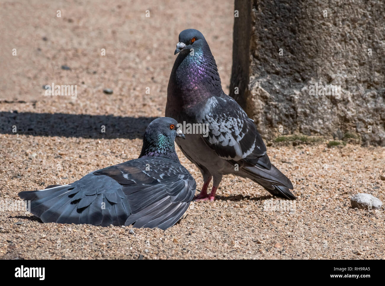 Stand by me A pigeon couple in love Stock Photo