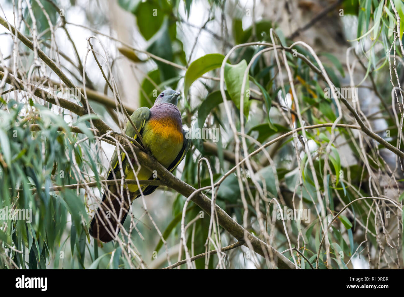 Pink-necked Green-pigeon [Treron vernans] Stock Photo