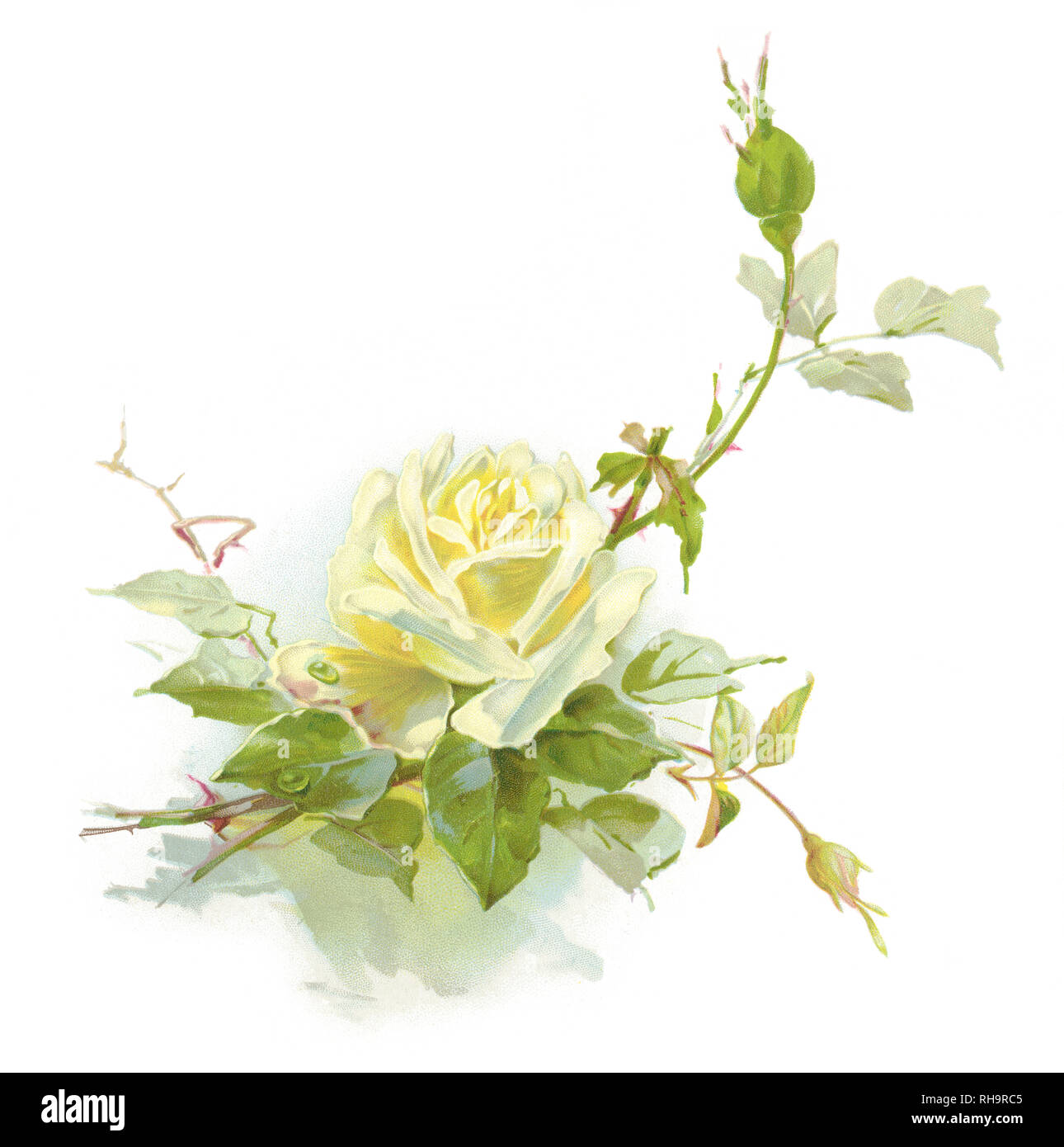 Rose Cuttings Stock Photos & Rose Cuttings Stock Images