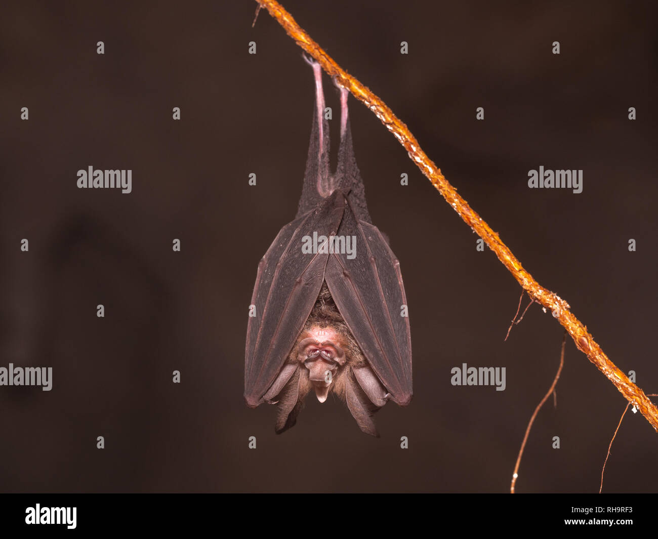 Large-eared Horseshoe Bat - Rhinolophus philippinensis sleeping in a cave in Gunung Mulu, Borneo, Malaysia Stock Photo