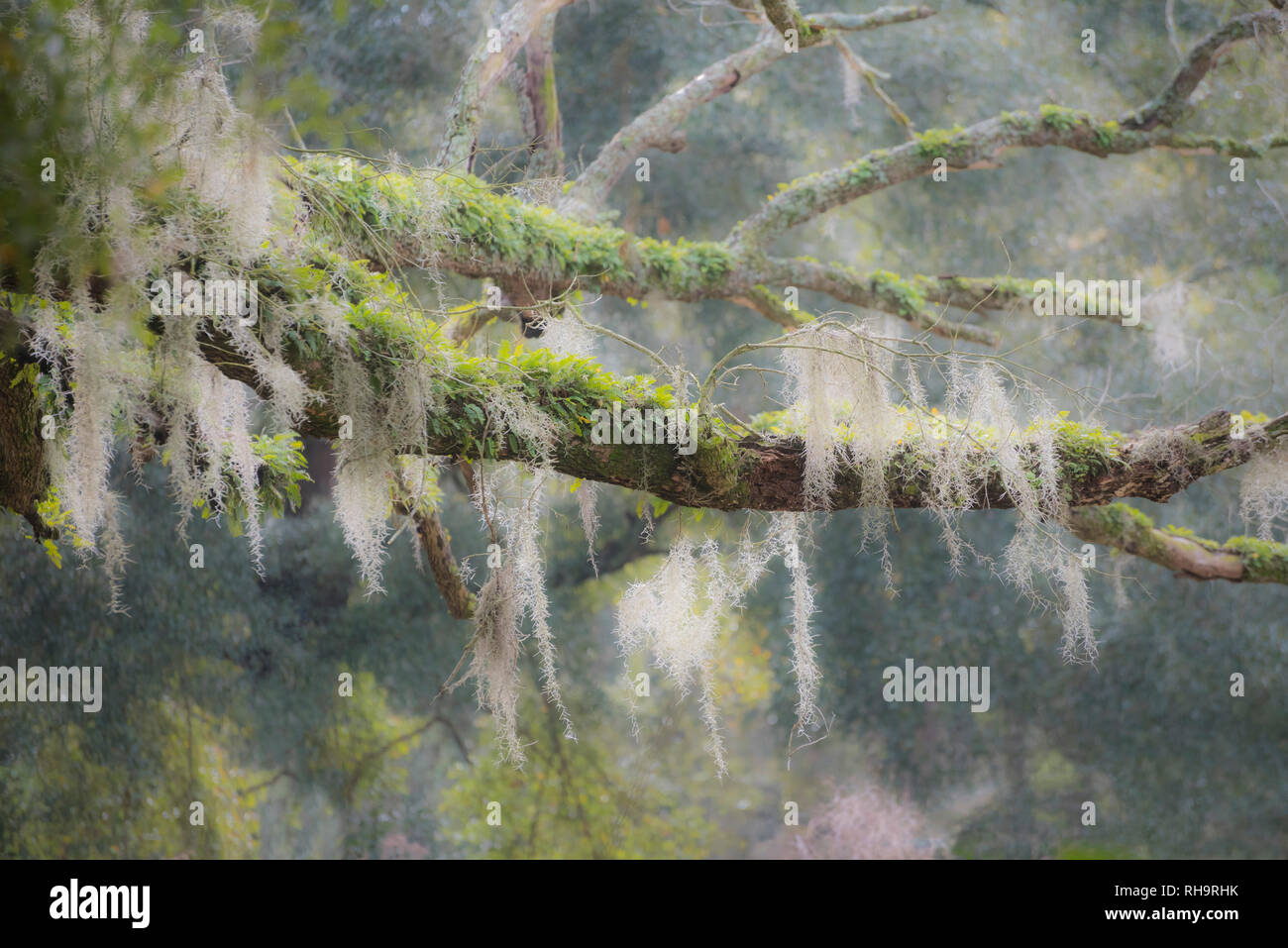Old dead Live Oak tree with moss and Resurrection fern covered branches