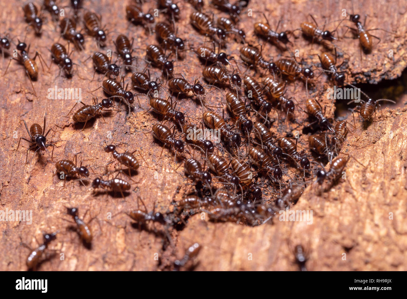 Termite nest in rain forest, Tawau Hills, Borneo, Malaysia Stock Photo