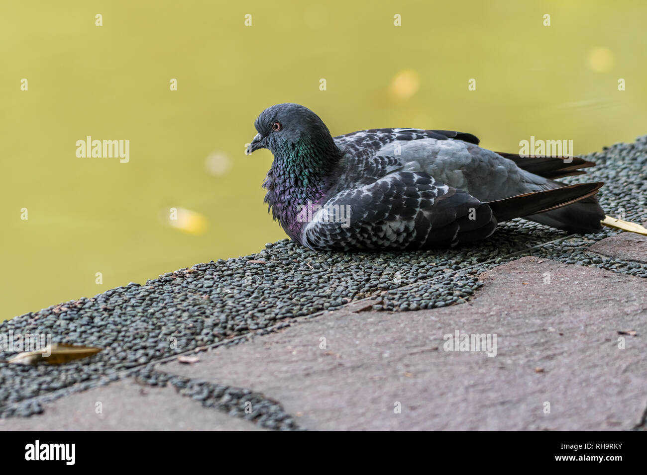 A common pigeon enjoying the day Stock Photo