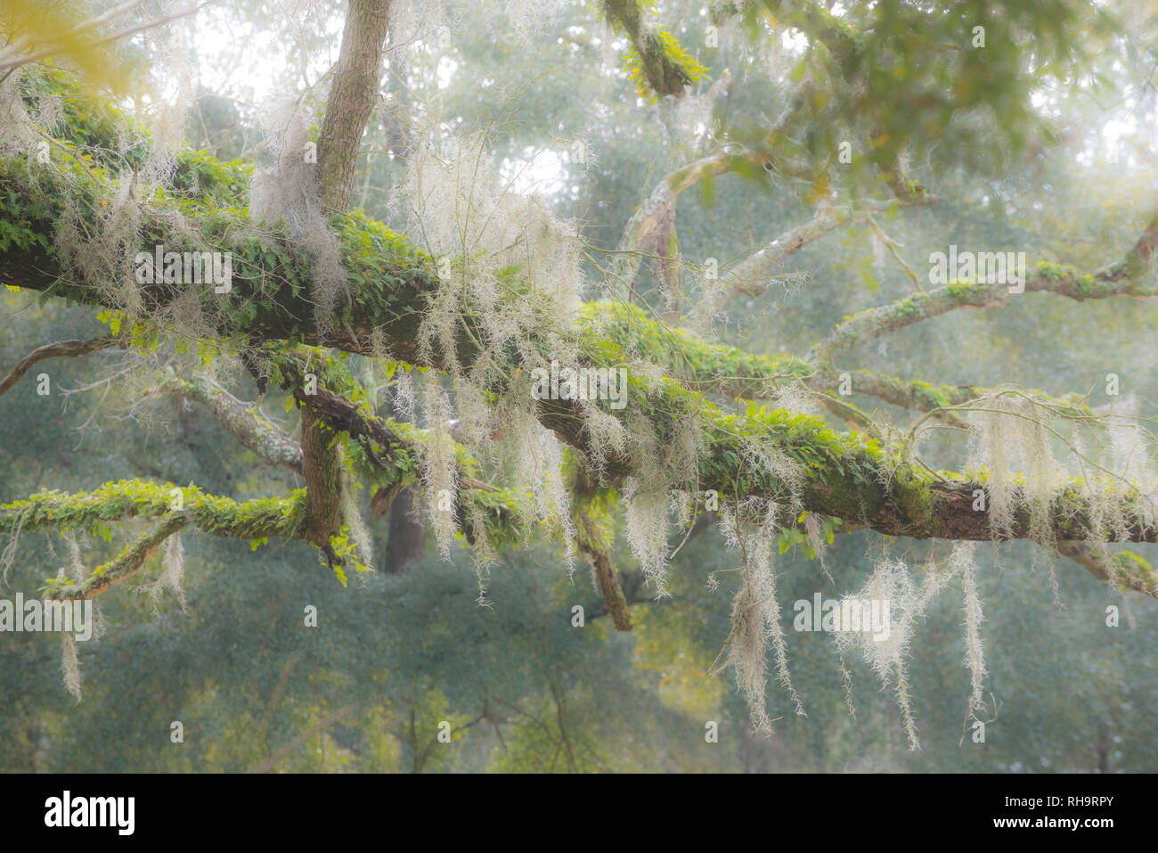 Old dead Live Oak tree with moss and Resurrection fern covered branches