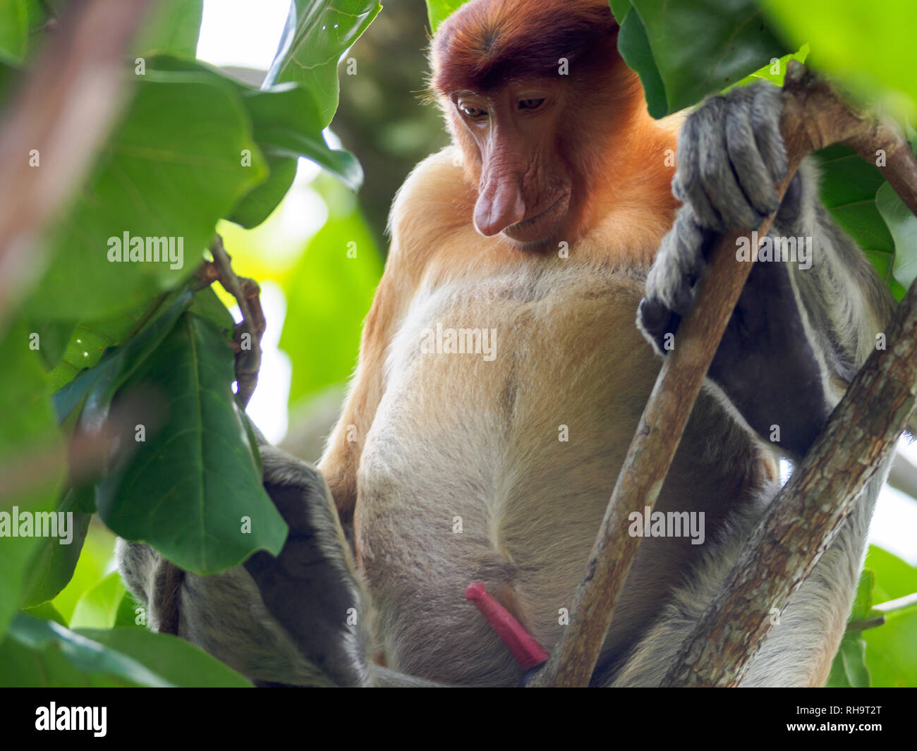 Proboscis monkey (Nasalis larvatus) male with erected penis, Bako National  Park, Sarawak, Borneo, Malaysia Stock Photo - Alamy