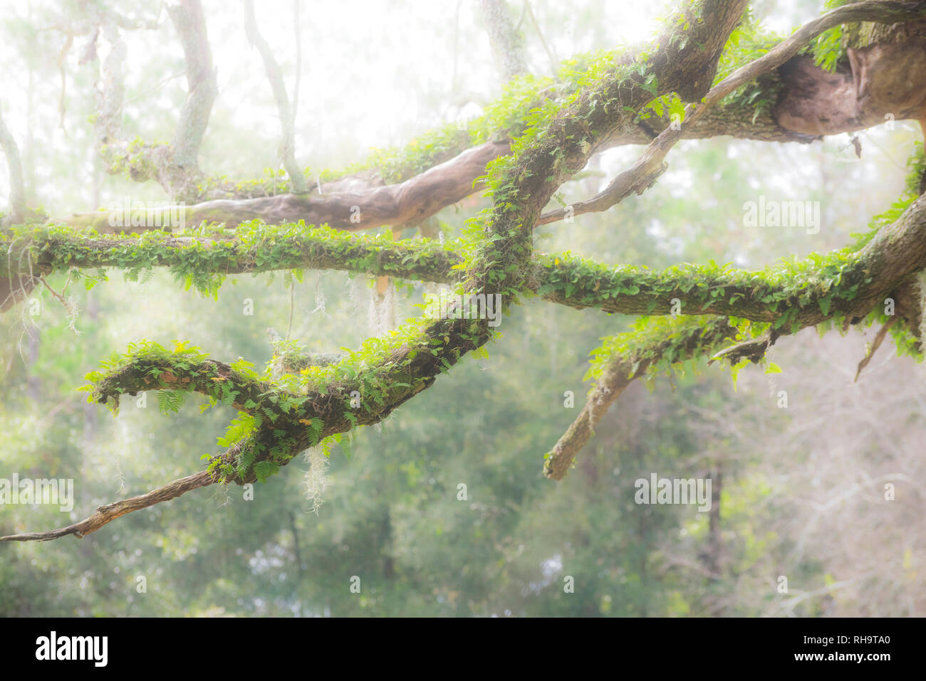 Old dead Live Oak tree with moss and Resurrection fern covered branches