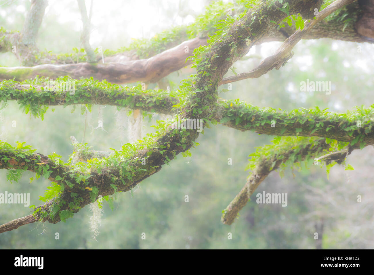 Old dead Live Oak tree with moss and Resurrection fern covered branches