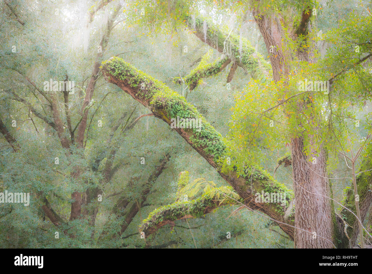 Old dead Live Oak tree with moss and Resurrection fern covered branches and limbs. Stock Photo