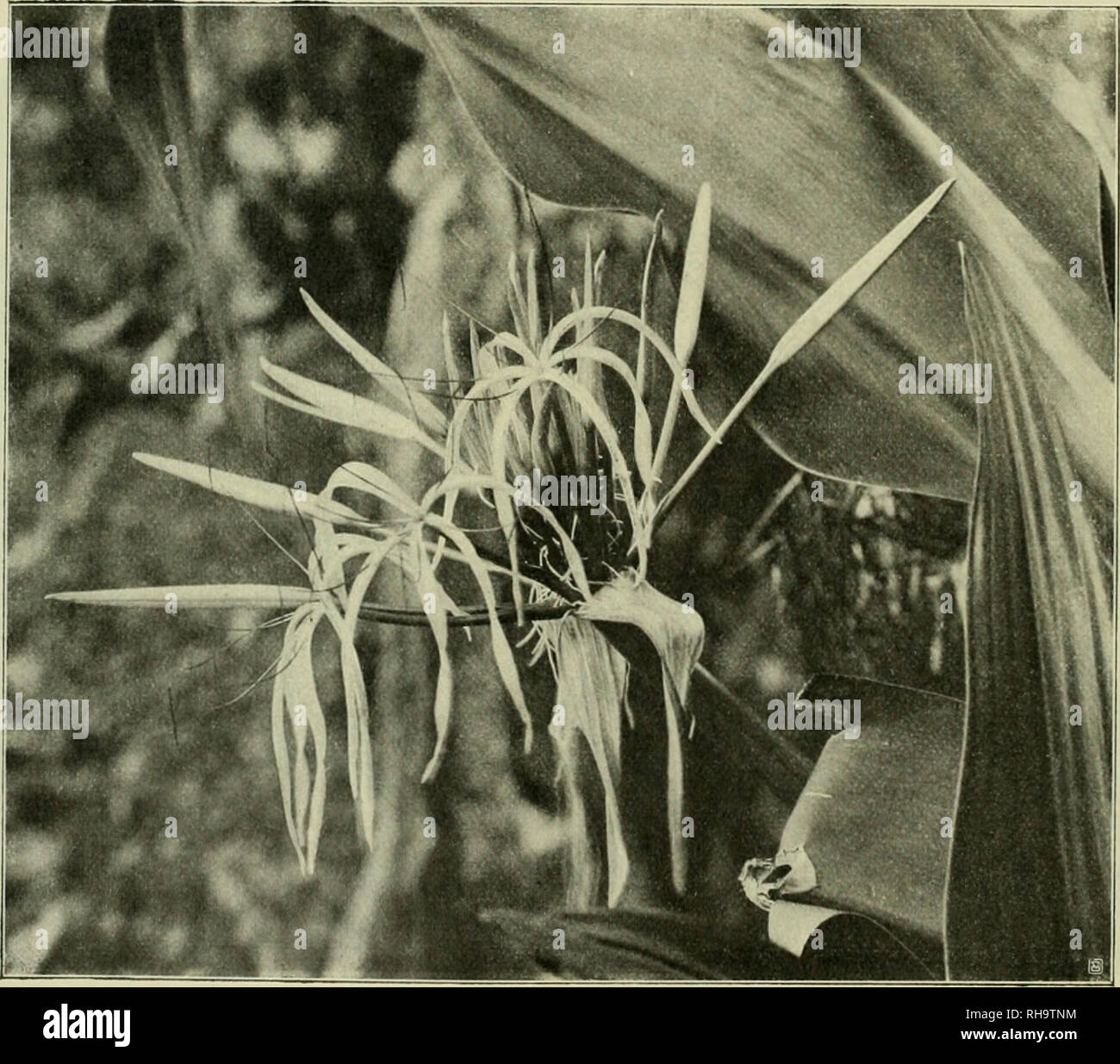 . Botanische und zoologische Ergebnisse einer wissenschaftlichen Forschungsreise nach den Samoainseln, dem Neuguinea-Archipel und den Salomonsinseln von März bis Dezember 1905. Plants; Plants; Plants; Animals; Animals; Animals. 70 A'. Reeil iII,^t'r, [2441 Crinum Linne. Crinum asiaticum L., Spec. plant., p. 419. — Curtis, B(jt. Mag., tab. 1073. — Seem., Fl. Vit., p. 305. — Reinecke, Sam., p. 595. Textfigur 6. Insel Upolu: Am sandigen Meeresstrand bei Matautu, Nr. 1242, mit Cr. uiücraiithcriun. *Crinmn iinicrüiit/uriuii Engev, die auf der Exped. S. M. Schiff «Gazelle« von Dr. Naumann gesammelt Stock Photo