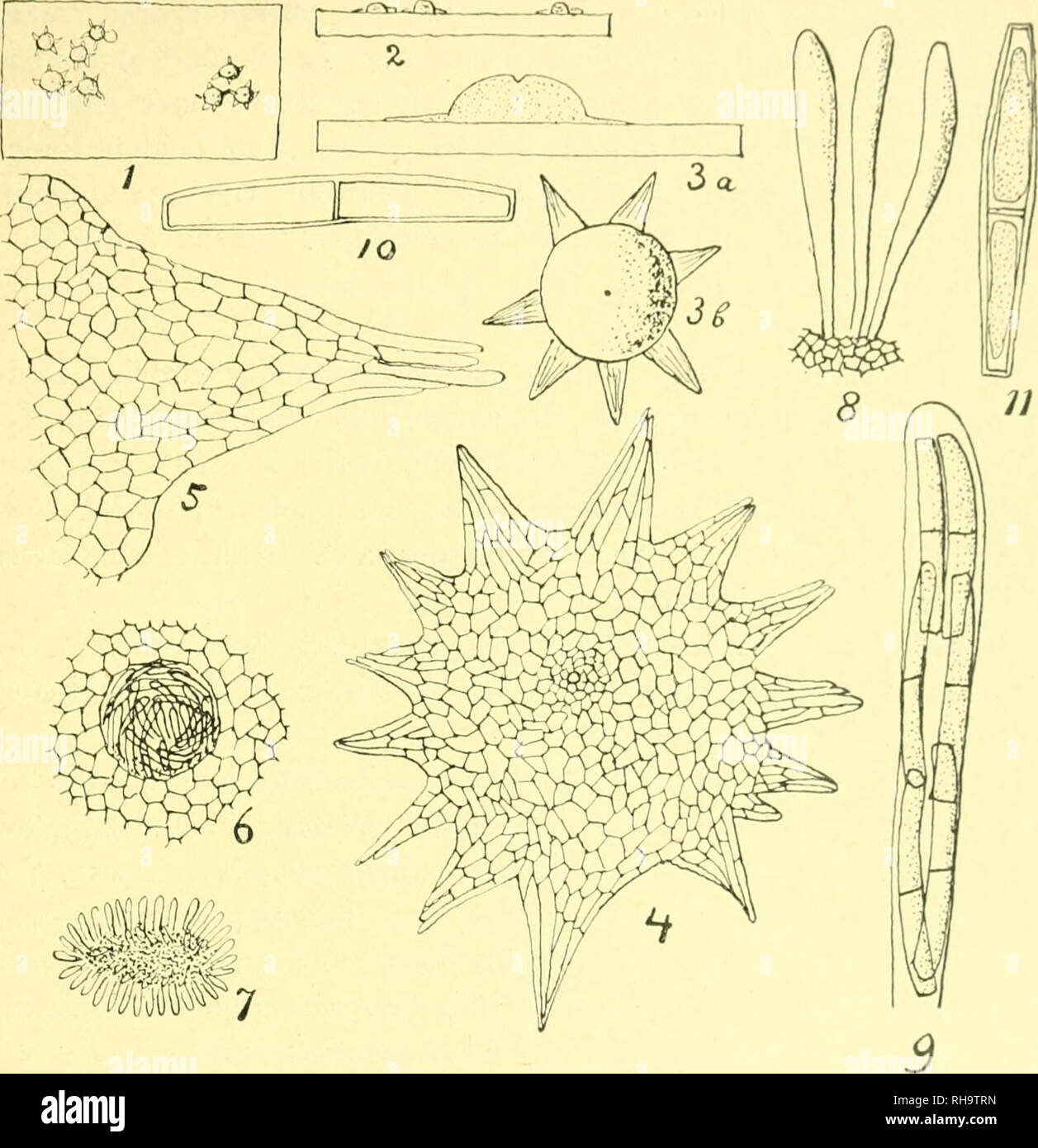 . Botanische Untersuchungen ber einige in Java vorkommende Pilze, besonders ber Bltter bewohnende, parasitisch auftretende Arten. Fungi -- Indonesia Java; Phytopathogenic fungi -- Indonesia Java. BOTAN[SCIIE UNTiaiSL'CllUNGEN, U.S. W. k;: stcllulutis SO -120 //, lüiigis ccllulosis acutis v. nciitissiinis. Asci 4.2—44 /x loiigi et 5—-7 /x lati; ascosporis iitriii(|ii(' rotmidatis v. tniiicatis, 12—14/x loiigis et 2'| —3//. latis.. Abbildung" S. — Neuhenningsia stuthUulK Koohd. nov. gen. et spec. Weitere Erklärung im Text. (Autur di'Iiii.). Kruchtkörper ungesticlt, inedcrgcdrückt-kugelig, 2 Stock Photo