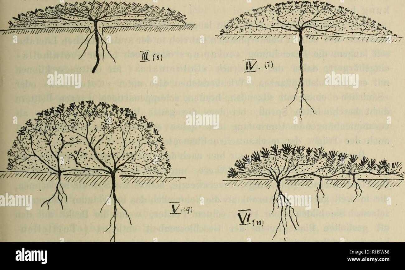 . Botanische Jahrbu?cher fu?r Systematik, Pflanzengeschichte und Pflanzengeographie. Botany; Plantengeografie; Paleobotanie; Taxonomie; Pflanzen.  Fig. 1. Schema der hauptsächlichsten Polsterformen (Längsschnitte). Erklärung der schematischen Figuren (I—VI): I. Imbrikatlaubiges Radial vollkugelpol st er nach Schröter (08, S. 580, Fig. 226). Ohne Füllmaterial mit dichteren Zweigen: Radialkugelpolster. Beispiele für das Schema: Androsace helvetica, Saxifraga caesia. IÎ. Vollschopfpolster. Beispiele: Eritrichium nanum, Alsine sedoides, div. Saxi- fraga spec. III. Radial voUflachpolster (imbrikat Stock Photo