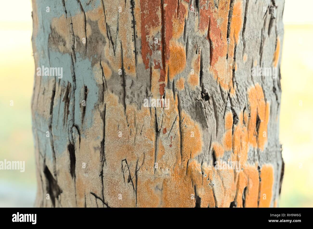 Painted trunk background (Ari Atoll, Maldives) Stock Photo