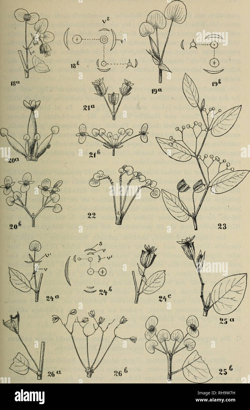 . Botanische Jahrbu?cher fu?r Systematik, Pflanzengeschichte und Pflanzengeographie. Botany; Plantengeografie; Paleobotanie; Taxonomie; Pflanzen. Fig. 4. 18 a—b Begonia WallichianaUook., 19 a—h B. prismatocarpaEook. f., 20 a—b B. Eminei Wbg., 21 B. microphylla A. DC, 22 B. longirostris Benth., 23 B. papuana Wbg., 24 a—c B. monantha Wbg., 25 a —b B. celebica Irmscher, 26 a—b B. umbellaia Kunth. — E. Irmsgher delin.. Please note that these images are extracted from scanned page images that may have been digitally enhanced for readability - coloration and appearance of these illustrations may not Stock Photo