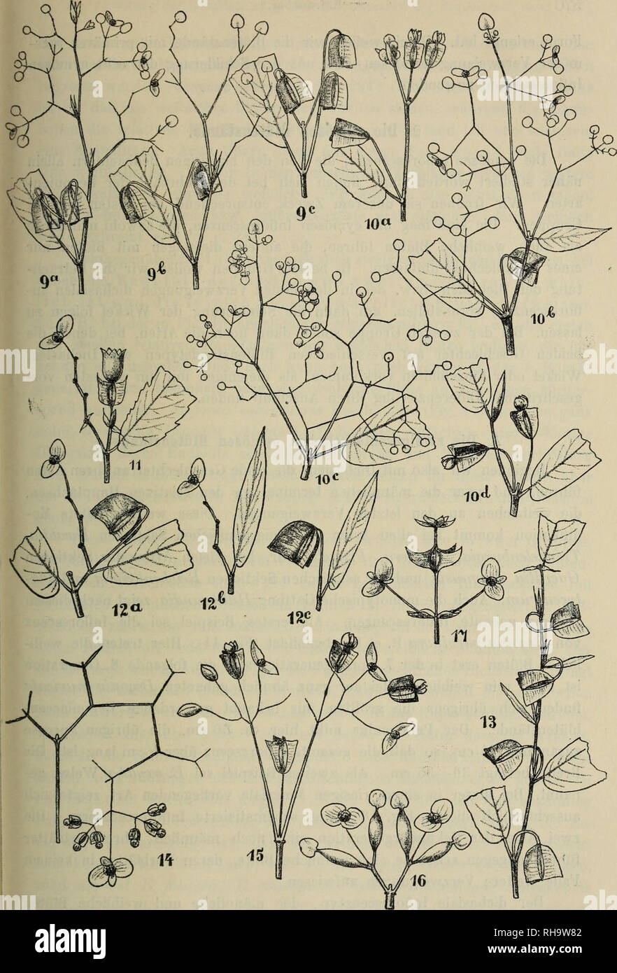 . Botanische Jahrbu?cher fu?r Systematik, Pflanzengeschichte und Pflanzengeographie. Botany; Plantengeografie; Paleobotanie; Taxonomie; Pflanzen. Fig. 3. 9 a—c Begonia glabricauHs Irmscher, 10 a—dB. ispotera Brj., 11 Symbcgonia 1Mooreana Irmscher, 12 a—c B. Malmquistiana Irmscher, 13 B. wariana Irmscher, ^ 14 B.parviflora P. et E., 15 B. pilifera Kl, 16 B. oxyloha Welw., 17 B. columnaris Benth, — E. Irmscher delin.. Please note that these images are extracted from scanned page images that may have been digitally enhanced for readability - coloration and appearance of these illustrations may no Stock Photo