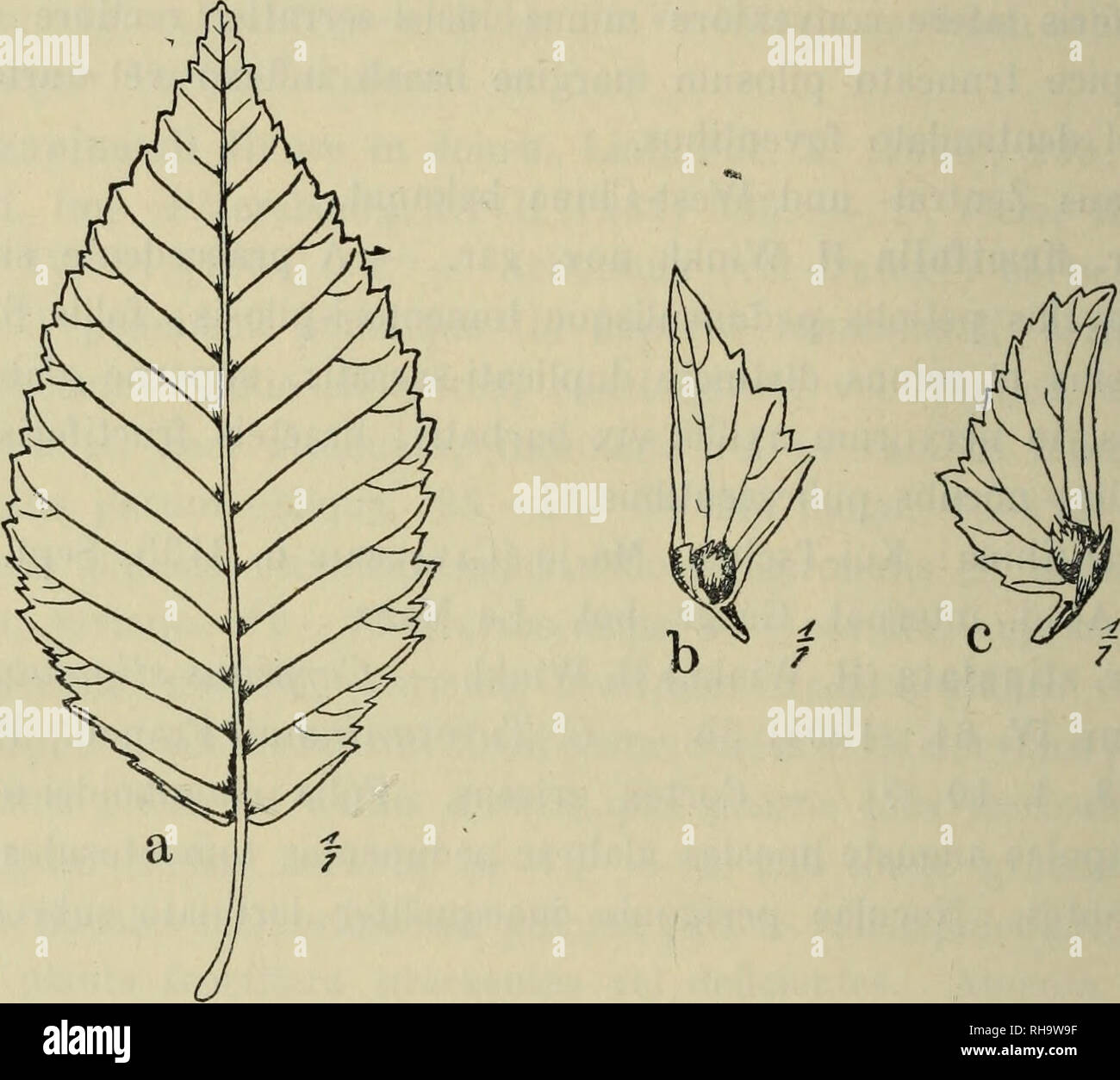 . Botanische Jahrbu?cher fu?r Systematik, Pflanzengeschichte und